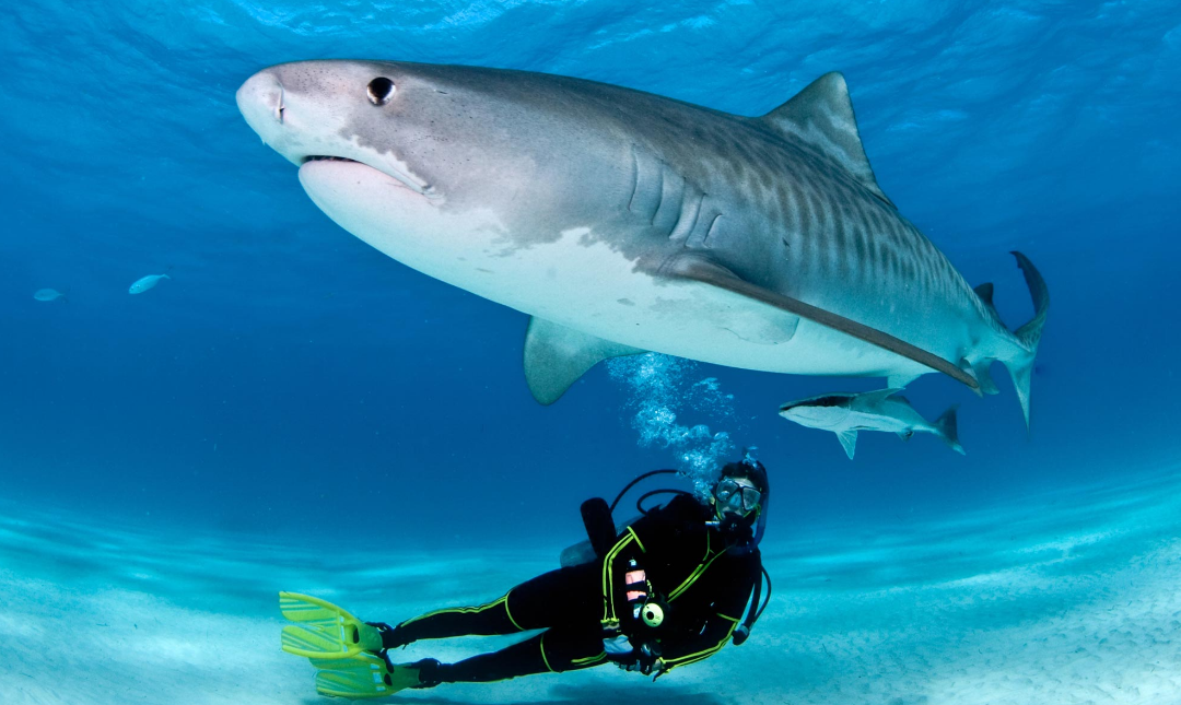 What to Do If You Witness Shark Encounter Mauritius While Scuba Diving?